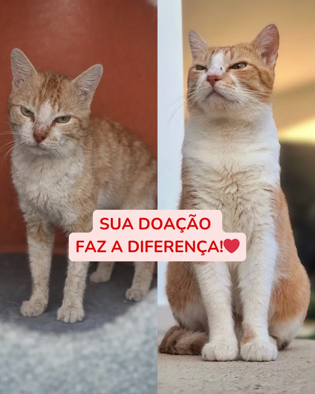 4ª imagem da campanha