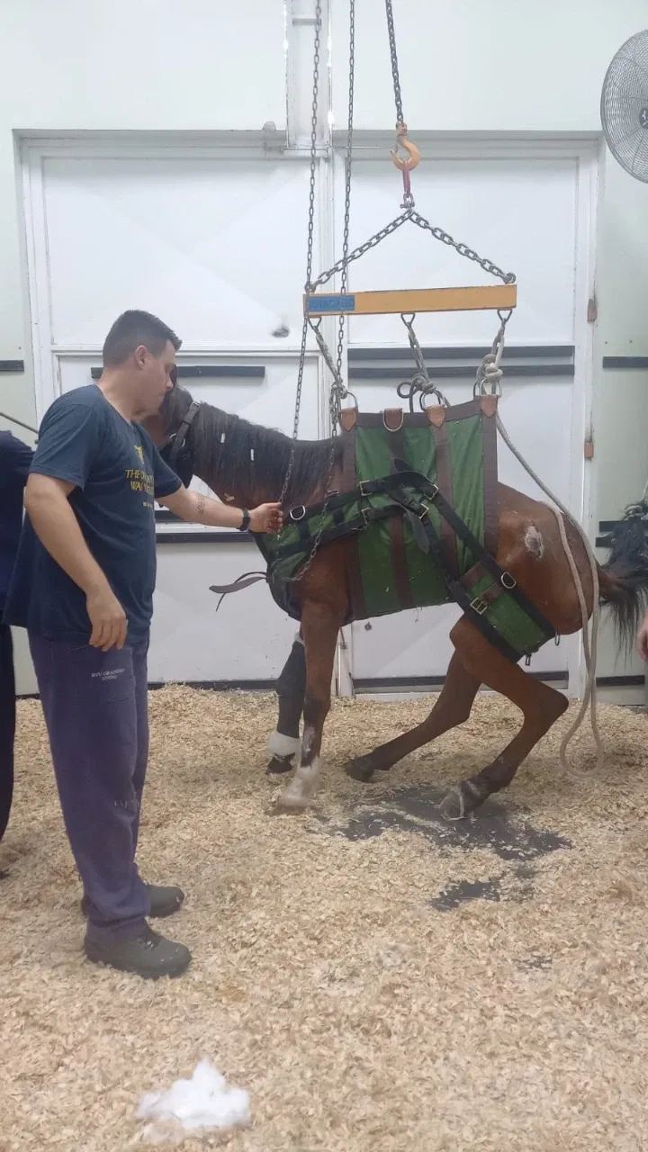 Pela vida de Pegasus