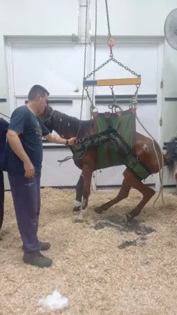 Pela vida de Pegasus