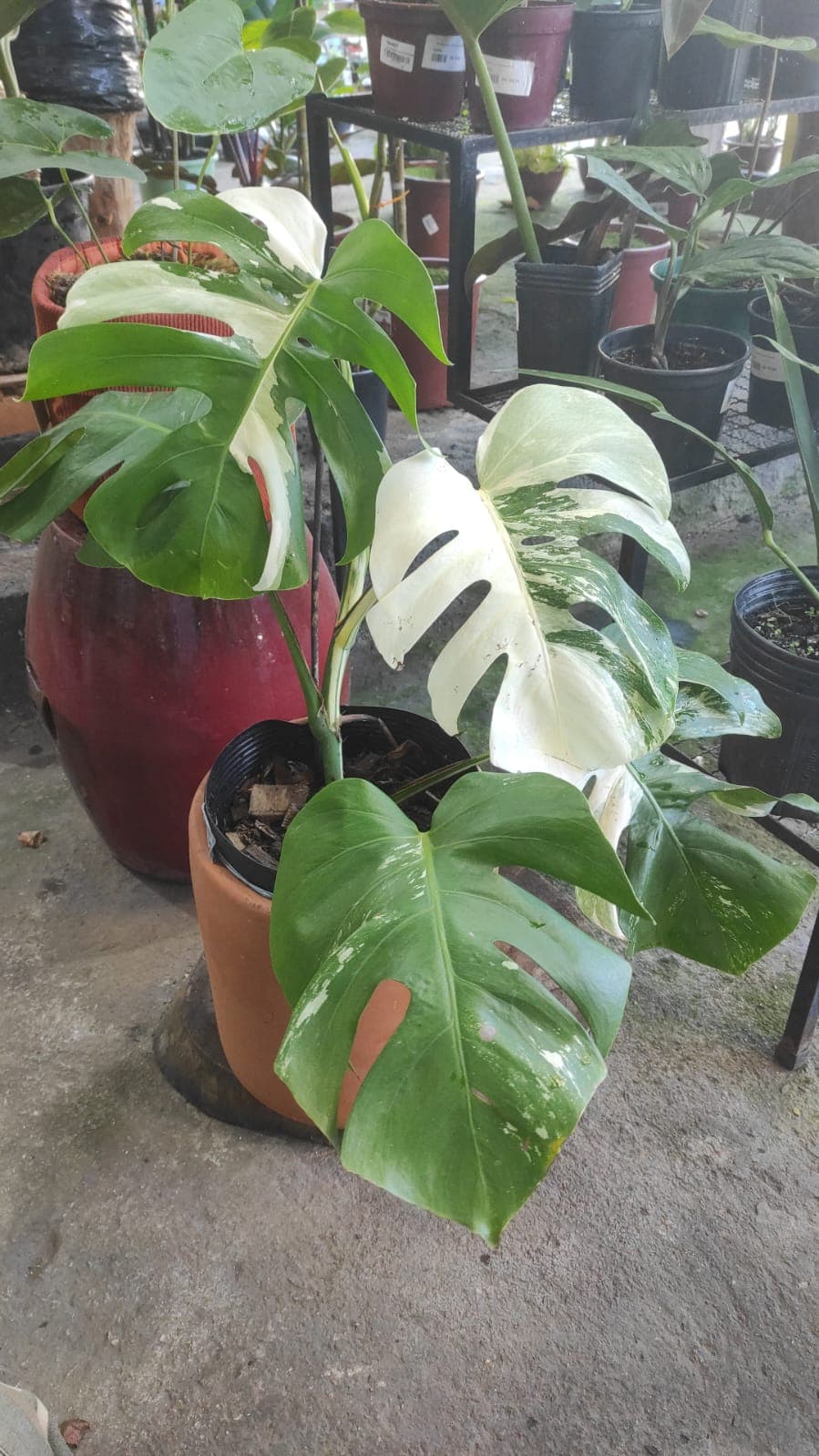 Costela de Adão Variegata ( Monstera albo variegata)