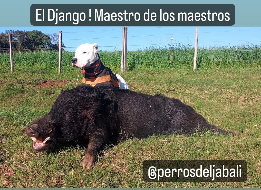 Perros del Jabalí