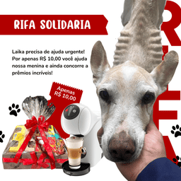 Ajude a Laika!