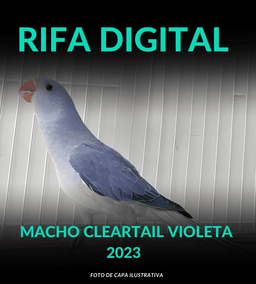 Macho Cleartail Violeta