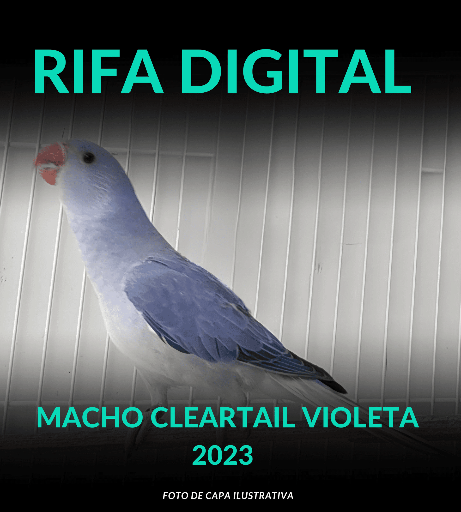 1ª imagem da campanha