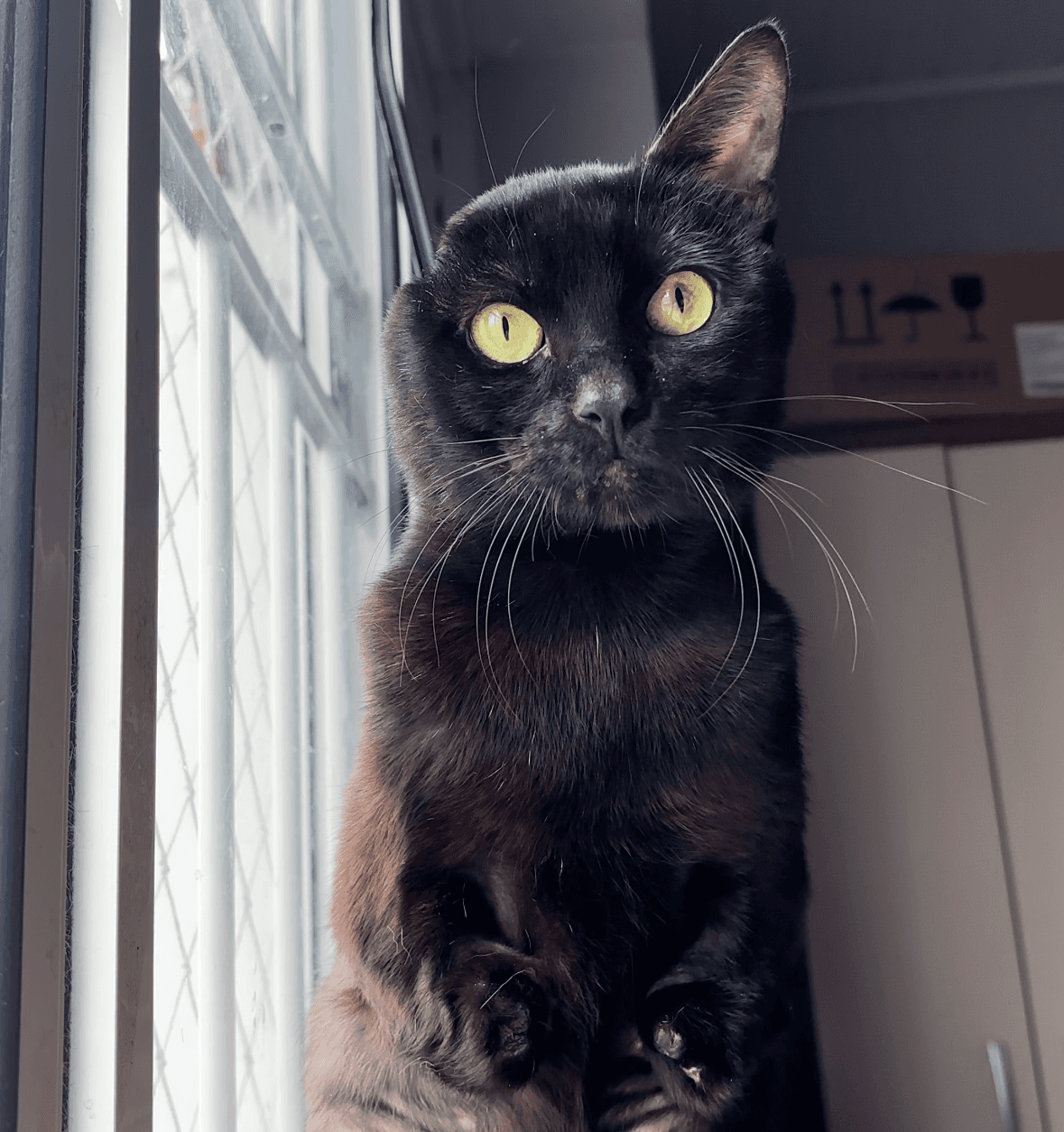 Rifa para os irmãozinhos do Gatossauro