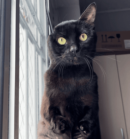 Rifa para os irmãozinhos do Gatossauro