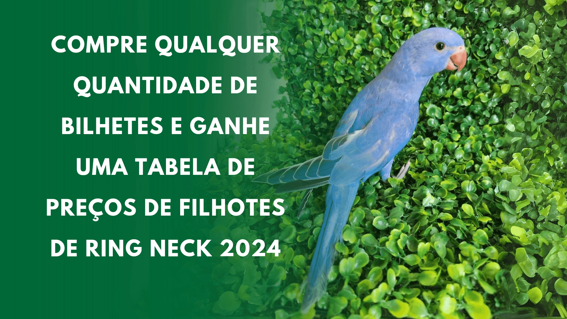 1ª imagem da campanha