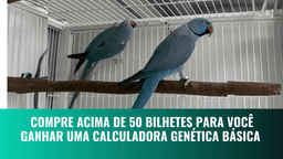 Casal macho Cobalto/ Cleartail X fêmea Cleartai Azul ou 20 mil no Pix. Frete grátis para todo o Brasil