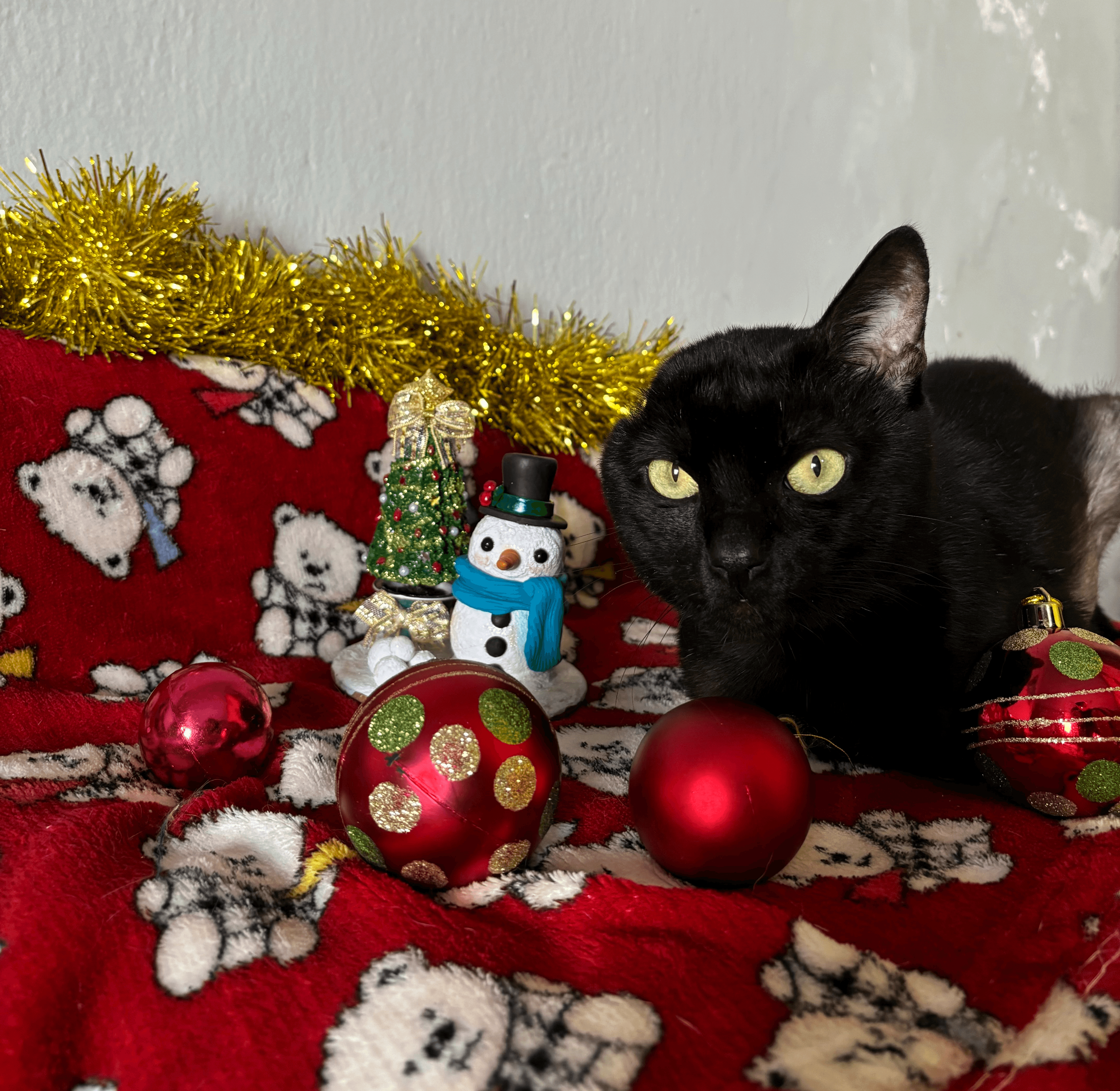 Gatossauro Noel e Ronrons Encantados