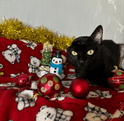 Gatossauro Noel e Ronrons Encantados