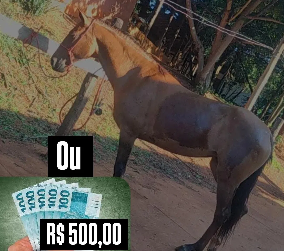 Egua Campolina ,macha Batida ,Boa de rédea ,5 anos, ou 500 reais no PIX