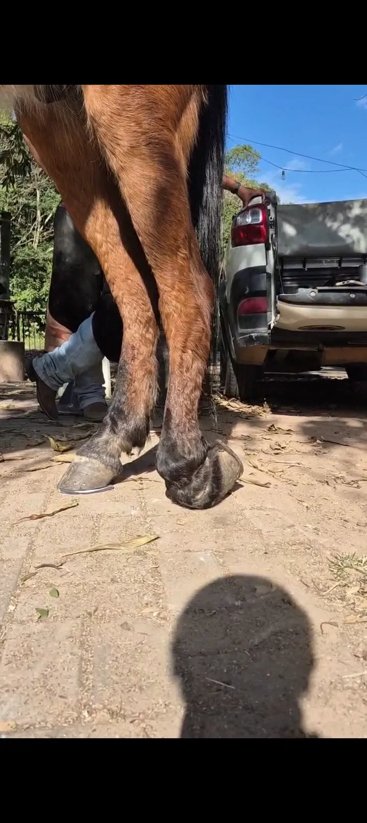 Cirurgia do Pegasus