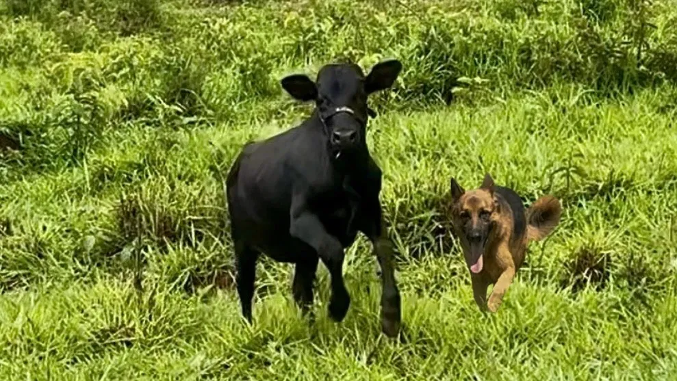 Ajuda para o Björn e seus irmãos