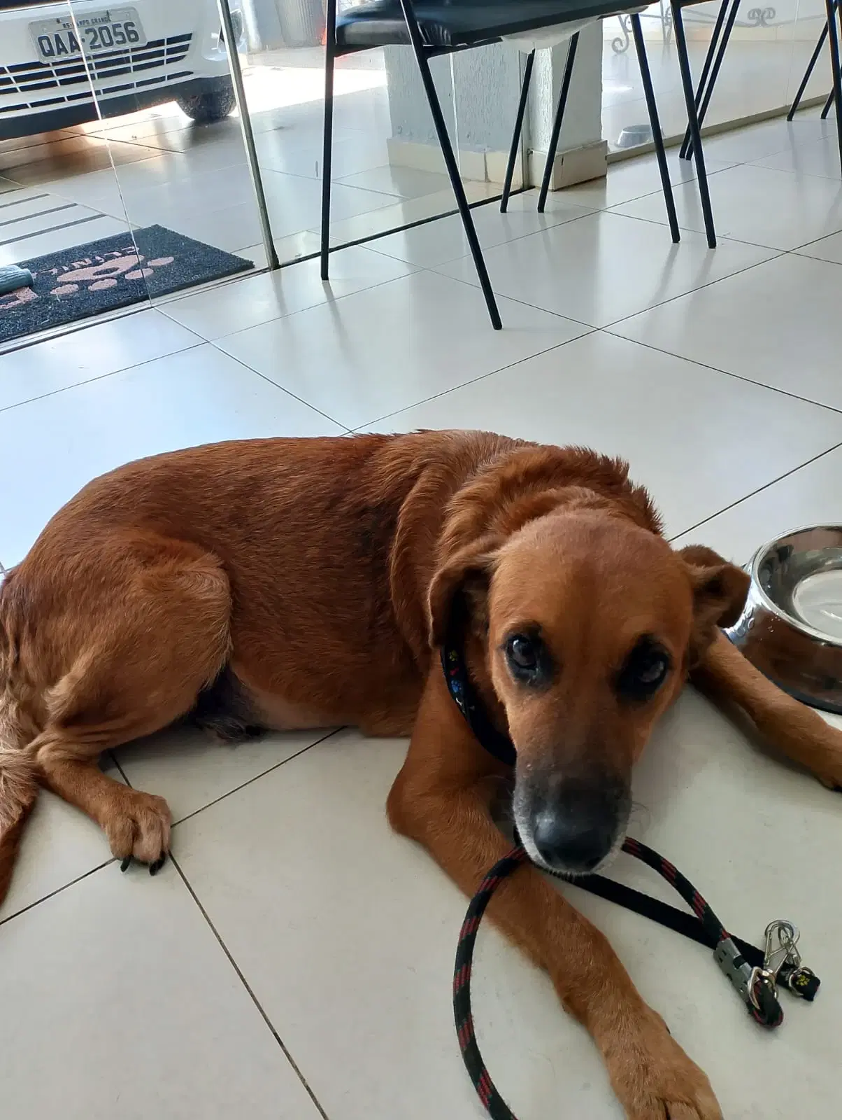 Rifa Solidária em Apoio aos Animais