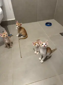 Rifa solidária Gatil/ Vitório / Gatinhos resgatados