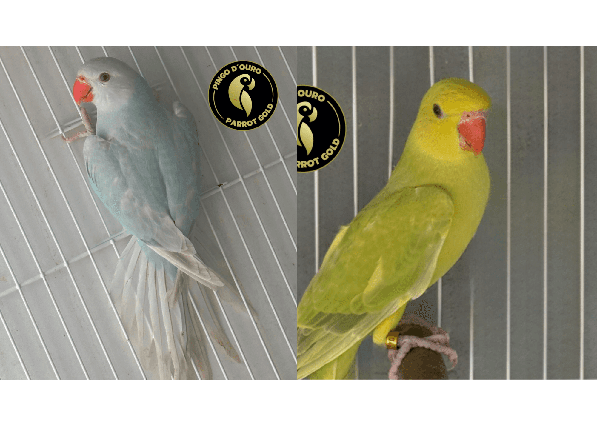 Casal Pallid Azul x Fêmea Pallid Verde/Azul ou 3 mil no pix