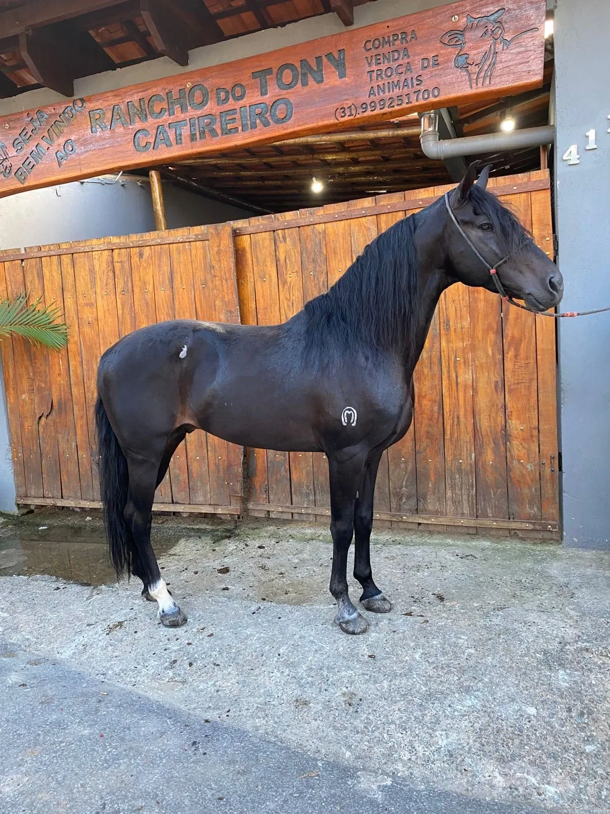 GARANHÃO OU 20K